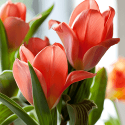 Tulip Flowers